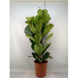 Ficus lyrata