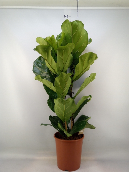 <h4>Ficus lyrata</h4>