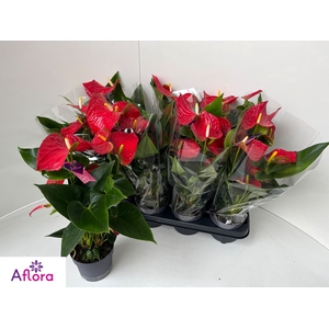 ANTHU AN BAMBINO RED