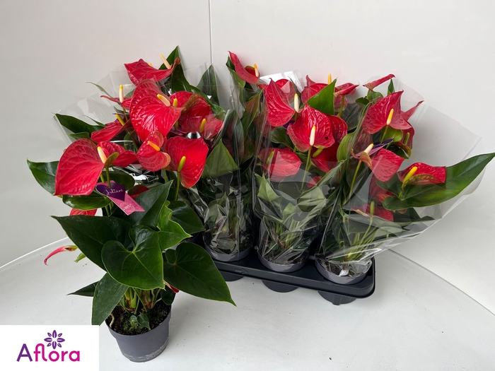 <h4>ANTHU AN BAMBINO RED</h4>