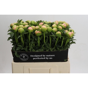 Paeonia Kingsday