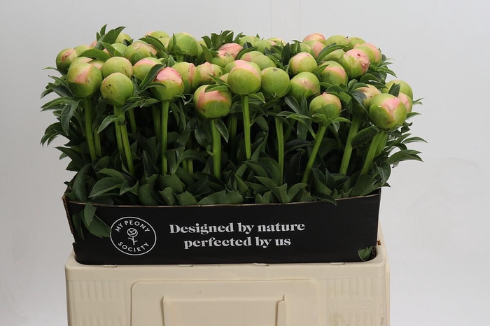 <h4>Paeonia Kingsday</h4>