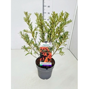 Hippophae rhamnoides