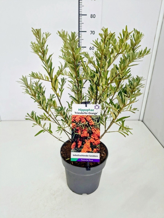 <h4>Hippophae rhamnoides</h4>