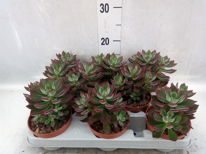 Echeveria pulvinata 'Devotion'