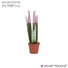Sansevieria VELVET TOUCHZ® Pastel Paars
