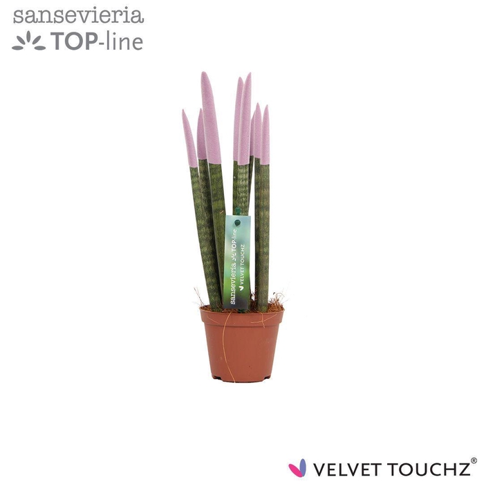 Sansevieria VELVET TOUCHZ® Pastel Paars