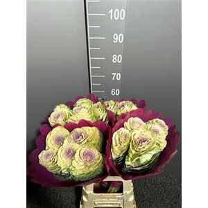 Brassica White Crane