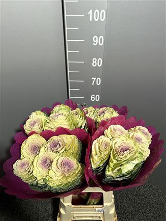 <h4>Brassica White Crane</h4>