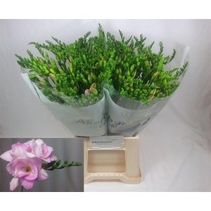 Freesia du Honeymoon