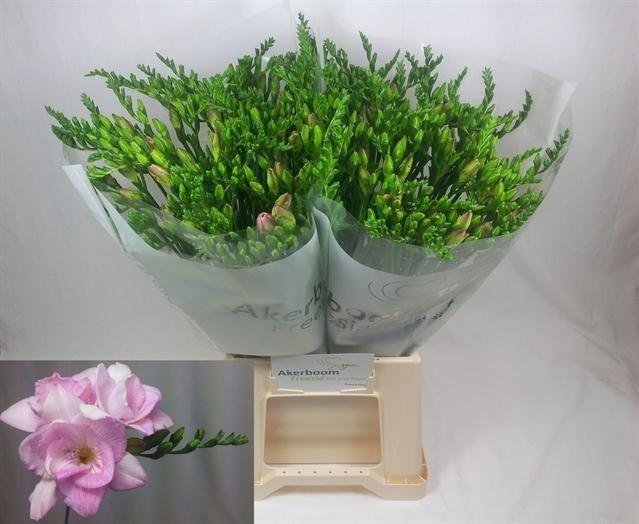 <h4>Freesia du Honeymoon</h4>