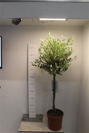 <h4>Olea Europaea</h4>