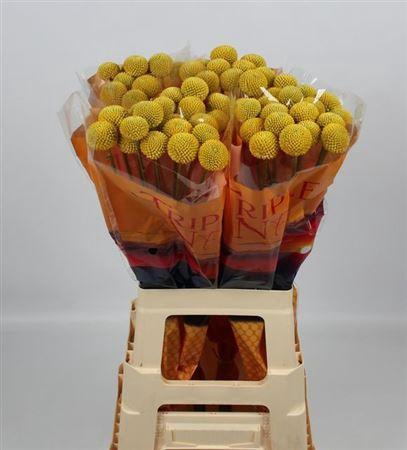 Cras Paintball Jumbo