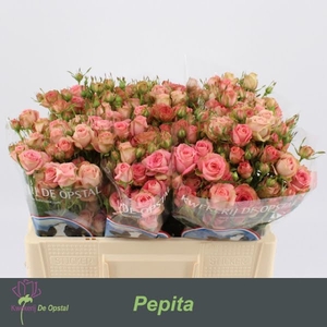 R Tr Pepita Opstal