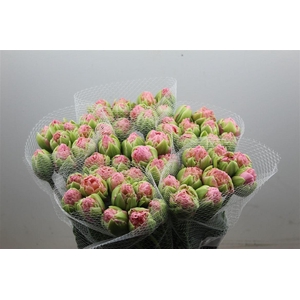 Tulipe Hybride Strawberry Cream