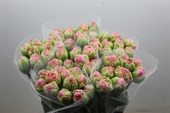 <h4>Tulipe Hybride Strawberry Cream</h4>