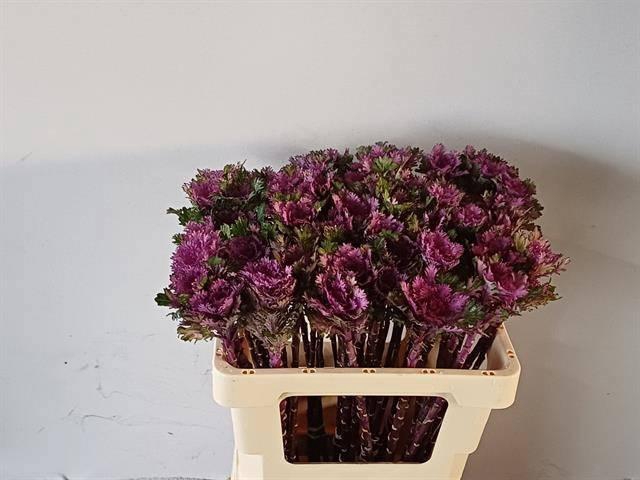 <h4>BRASS CRANE QUEEN</h4>