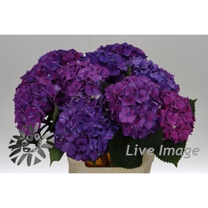 Hydrangea rodeo purple