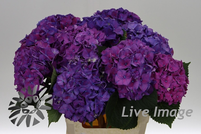 <h4>Hydrangea rodeo purple</h4>