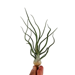 Tillandsia Bulbosa XXL