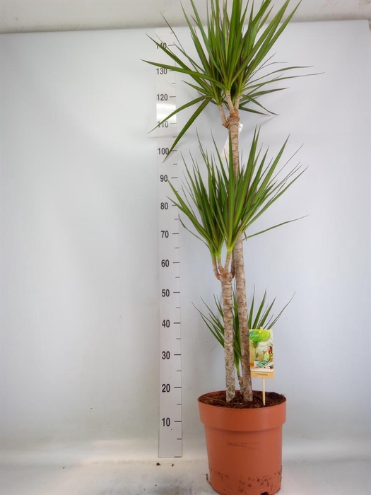 <h4>Dracaena marg.</h4>