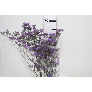 STATICE LILAS 050 CM