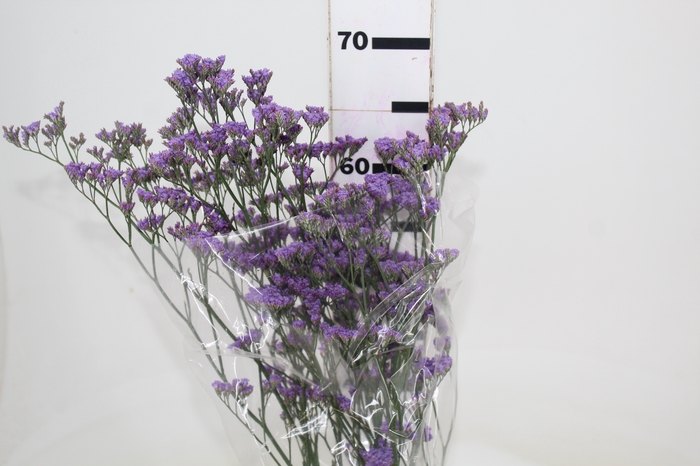 STATICE LILAS 050 CM