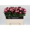 Paeonia The Fawn