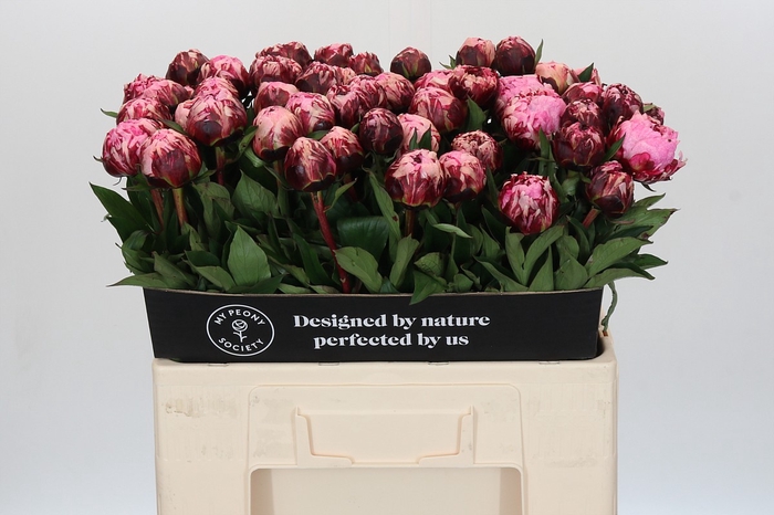 <h4>Paeonia The Fawn</h4>