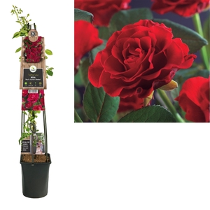 Rosa 'Paul's Scarlet Climber'+3.0 label