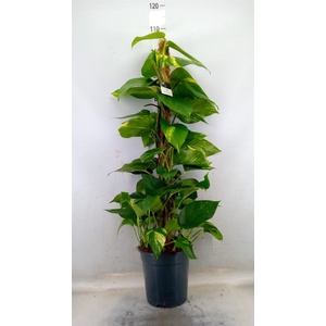 Epipremnum pinn.   ...moss stick