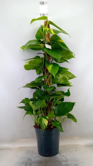 <h4>Epipremnum pinn. ...moss stick</h4>