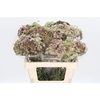 Daucus Carota