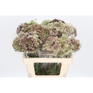 Daucus Carota