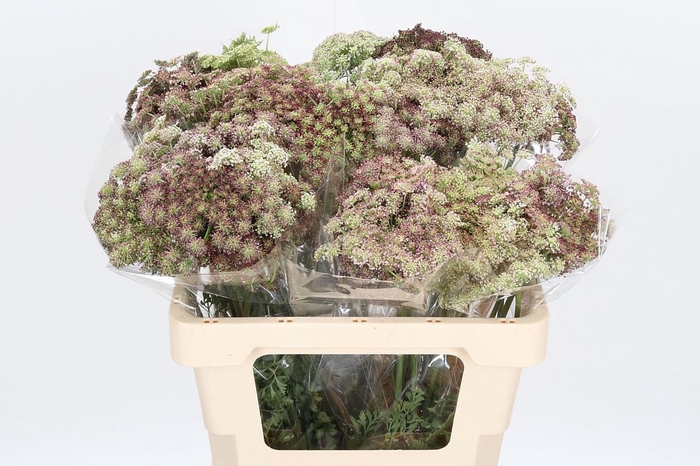<h4>Daucus Carota</h4>