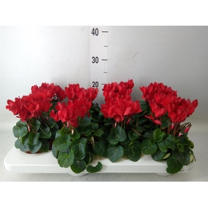 Cyclamen KL   ...patio