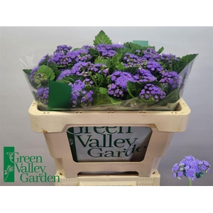 Ageratum H Blue Horizon