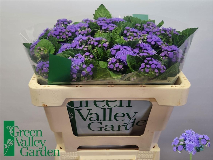 <h4>Ageratum H Blue Horizon</h4>