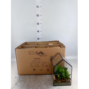 Arr. Kamerplant Groen L%