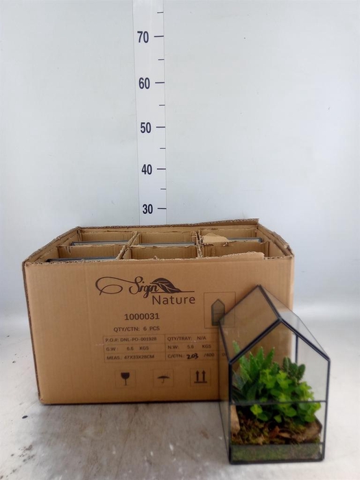 <h4>Arr. Kamerplant Groen L%</h4>