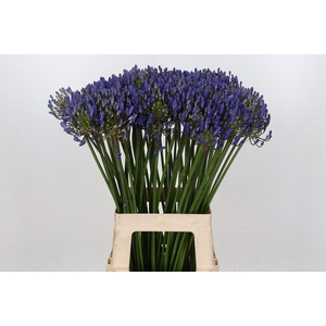 Agapanthus EYFORI Blue