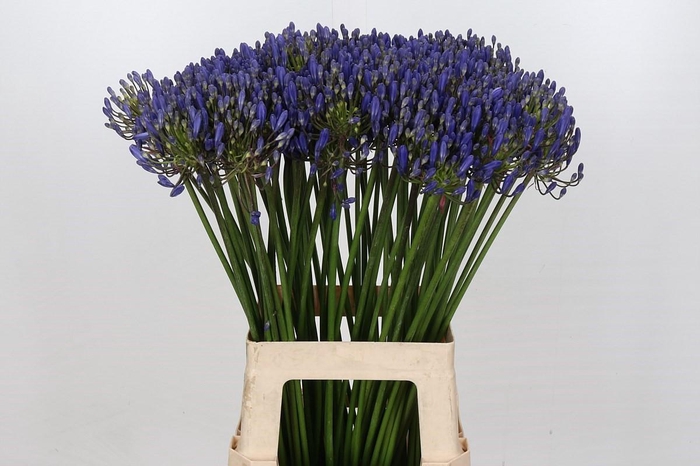 <h4>Agapanthus Eyfori Blue</h4>