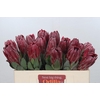 Protea Sharon