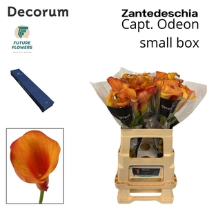 ZANT CAPT ODEON MEDIUM BOX 60 CM, 20 ST