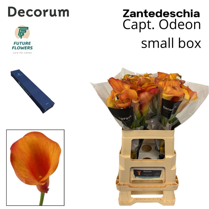 <h4>ZANT CAPT ODEON MEDIUM BOX 60 CM, 20 ST</h4>