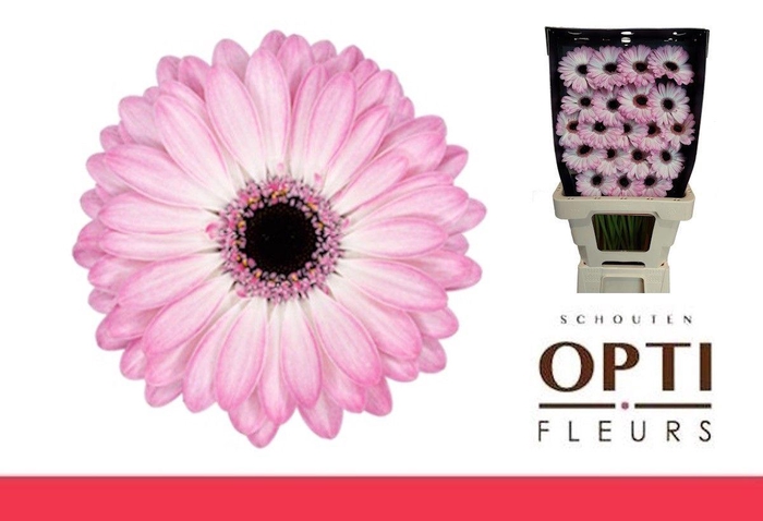 <h4>Germini Lollipop Diamond</h4>