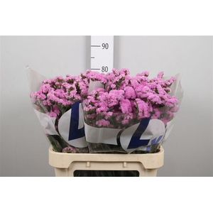 Lim S Rosel Sun Birds