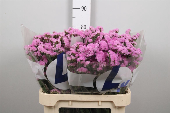 <h4>Lim S Rosel Sun Birds</h4>