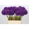 Allium Ambassador