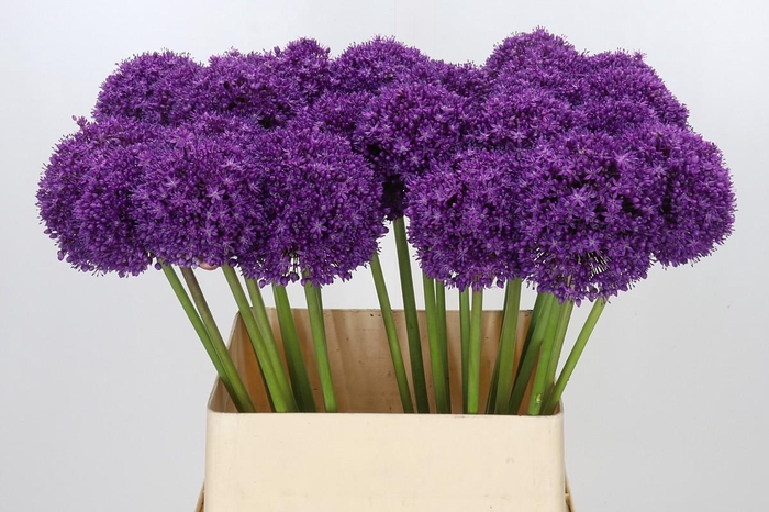 <h4>Allium Ambassador</h4>